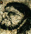 Face of Jesus on a rock